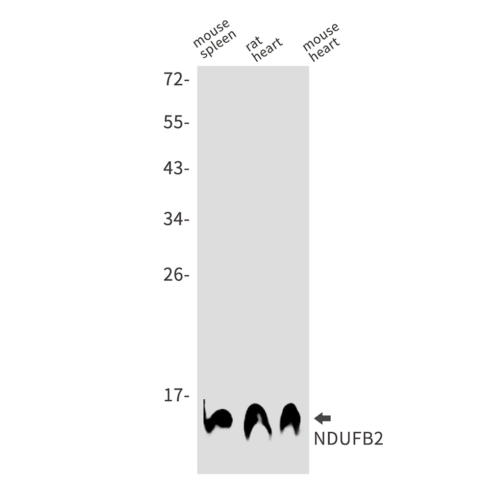 Anti-NDUFB2 Rabbit Monoclonal Antibody
