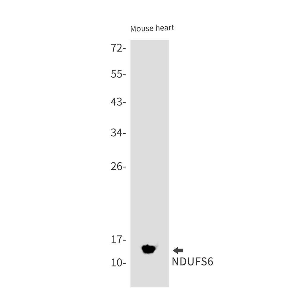 Anti-NDUFS6 Rabbit Monoclonal Antibody