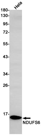 Anti-NDUFS6 Rabbit Monoclonal Antibody