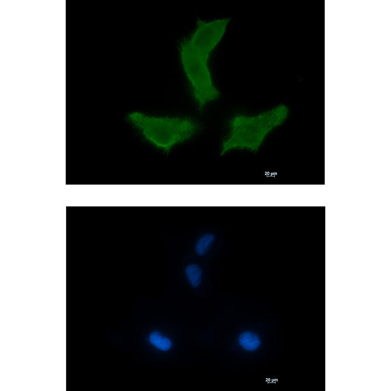 Anti-NEK9 Rabbit Monoclonal Antibody