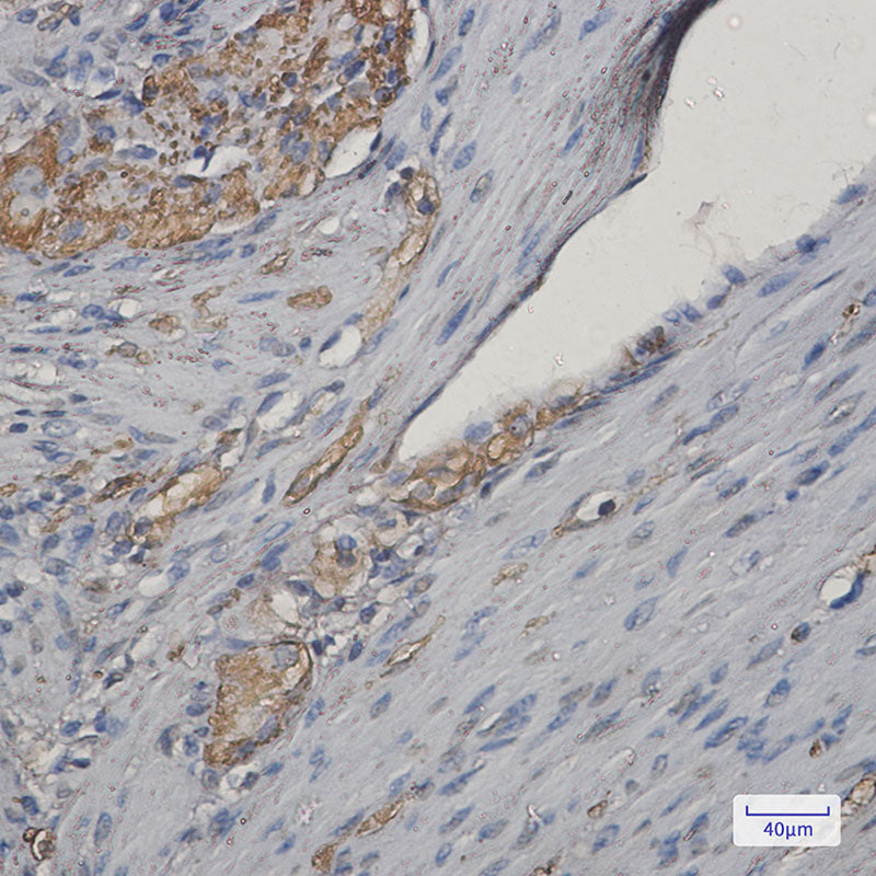 Anti-NEK9 Rabbit Monoclonal Antibody