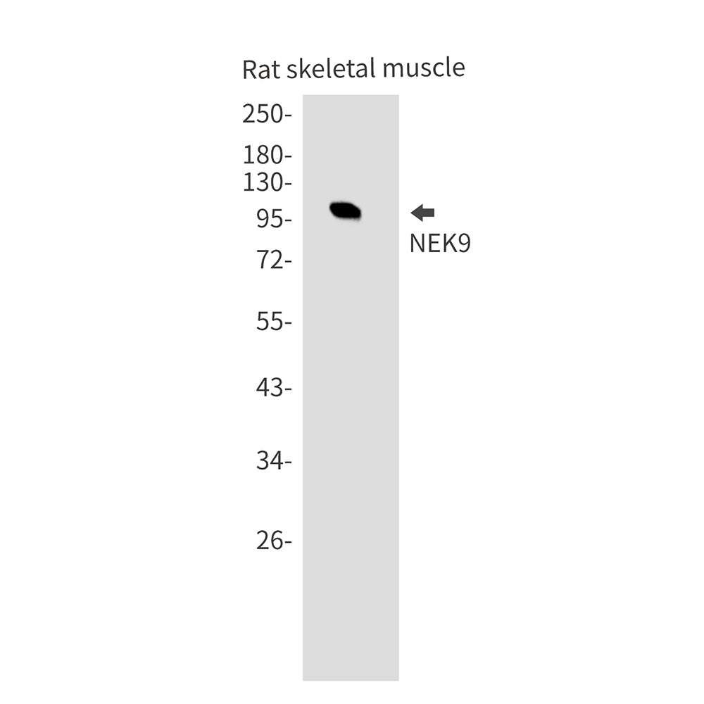 Anti-NEK9 Rabbit Monoclonal Antibody