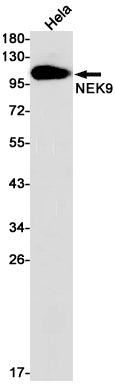 Anti-NEK9 Rabbit Monoclonal Antibody