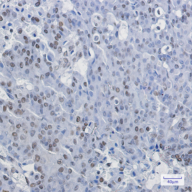 Anti-NELFE Rabbit Monoclonal Antibody