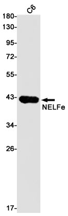 Anti-NELFE Rabbit Monoclonal Antibody
