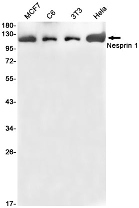 Anti-Nesprin1 Rabbit Monoclonal Antibody