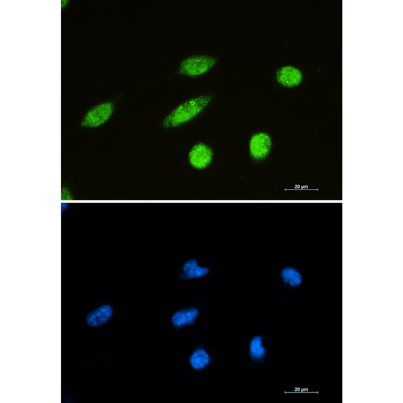 Anti-NeuN Rabbit Monoclonal Antibody