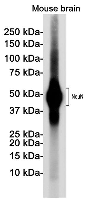 Anti-NeuN Rabbit Monoclonal Antibody