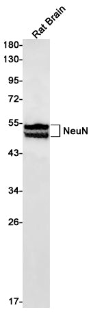 Anti-NeuN Rabbit Monoclonal Antibody
