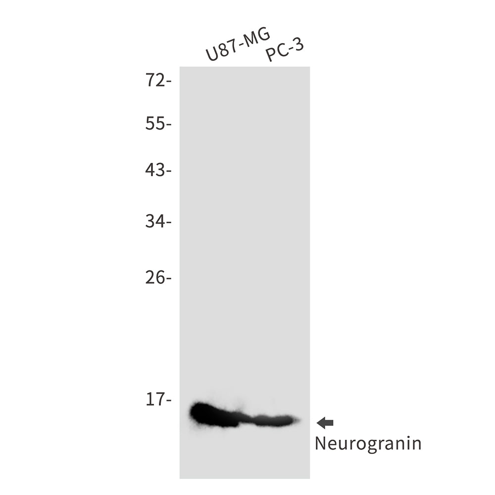 Anti-Neurogranin Rabbit Monoclonal Antibody