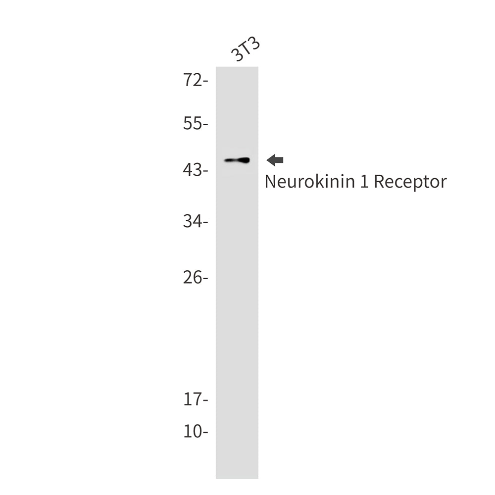 Anti-Neurokinin 1 Receptor Rabbit Monoclonal Antibody
