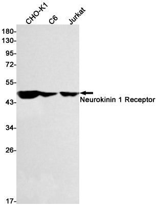 Anti-Neurokinin 1 Receptor Rabbit Monoclonal Antibody