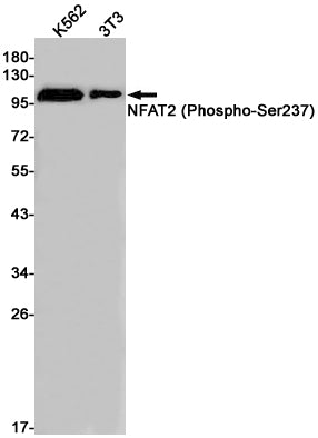 Anti-Phospho-NFAT2 (Ser237) Rabbit Monoclonal Antibody