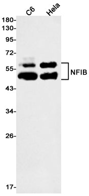 Anti-NFIB Rabbit Monoclonal Antibody