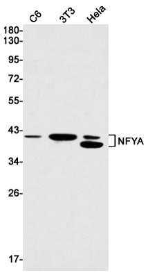 Anti-NFYA Rabbit Monoclonal Antibody
