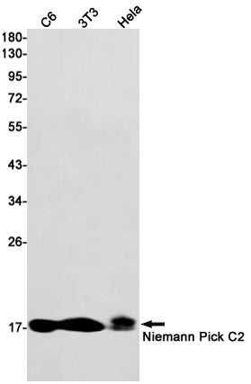 Anti-Niemann Pick C2 Rabbit Monoclonal Antibody