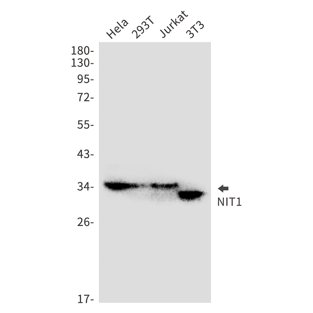 Anti-NIT1 Rabbit Monoclonal Antibody