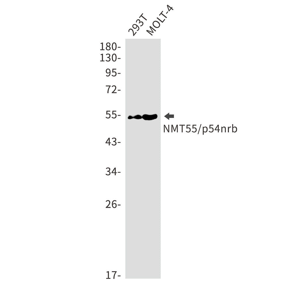 Anti-NONO Rabbit Monoclonal Antibody