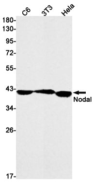 Anti-Nodal Rabbit Monoclonal Antibody