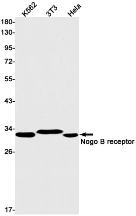 Anti-Nogo B Receptor Rabbit Monoclonal Antibody