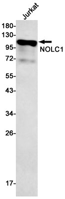 Anti-NOLC1 Rabbit Monoclonal Antibody