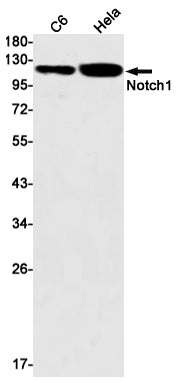 Anti-Notch1 Rabbit Monoclonal Antibody