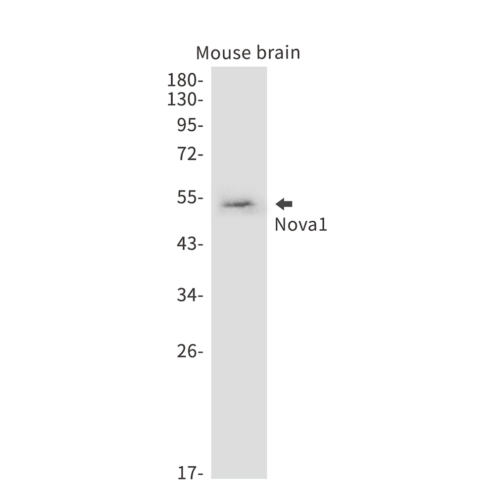Anti-Nova1 Rabbit Monoclonal Antibody