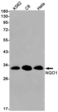 Anti-NQO1 Rabbit Monoclonal Antibody