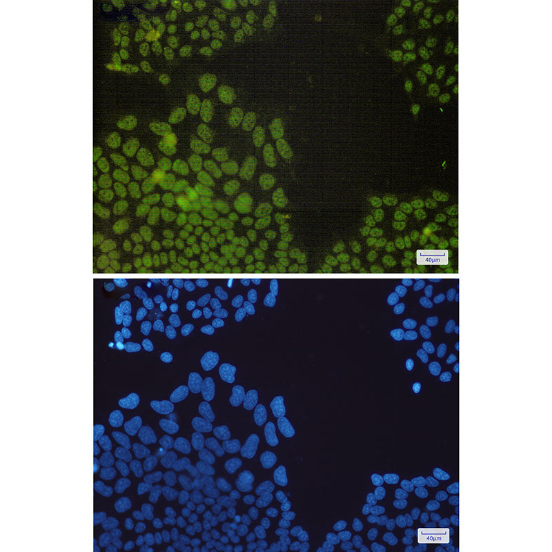 Anti-Nrf1 Rabbit Monoclonal Antibody