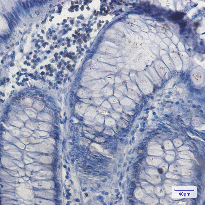 Anti-Nrf1 Rabbit Monoclonal Antibody