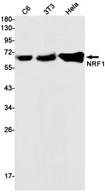 Anti-Nrf1 Rabbit Monoclonal Antibody