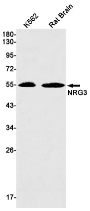 Anti-NRG3 Rabbit Monoclonal Antibody