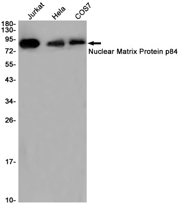 Anti-THO Complex Subunit 1 Rabbit Monoclonal Antibody