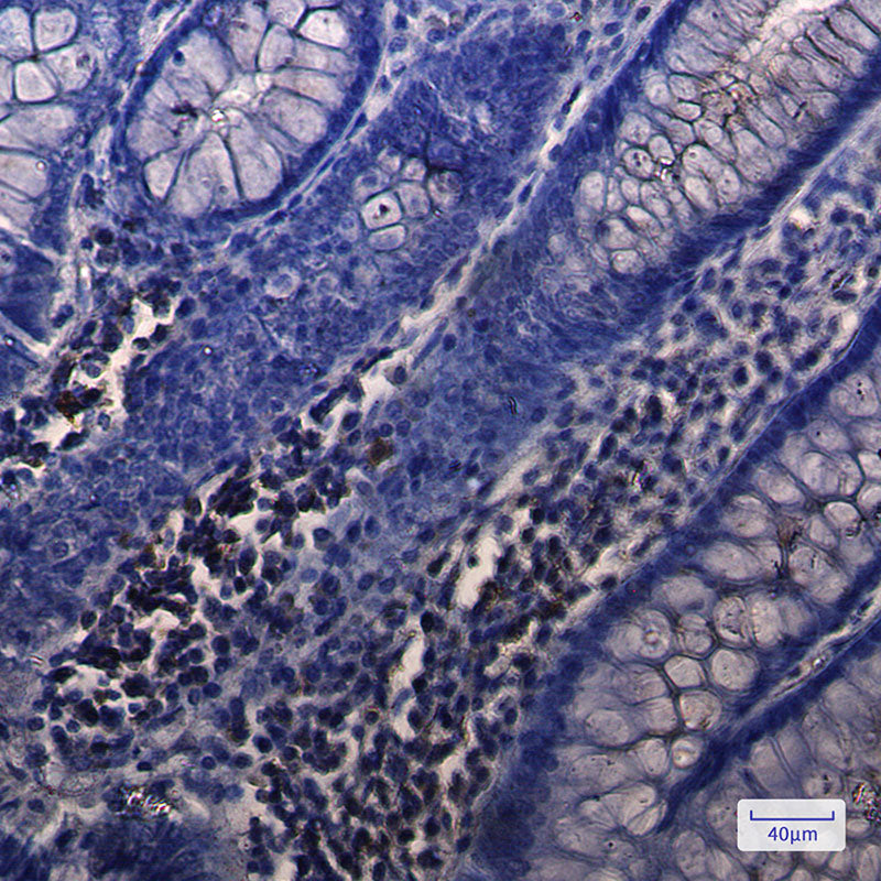 Anti-NUDT19 Rabbit Monoclonal Antibody