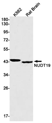Anti-NUDT19 Rabbit Monoclonal Antibody