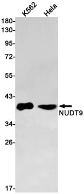 Anti-NUDT9 Rabbit Monoclonal Antibody