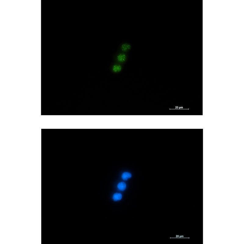 Anti-NXF1 Rabbit Monoclonal Antibody