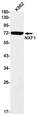 Anti-NXF1 Rabbit Monoclonal Antibody