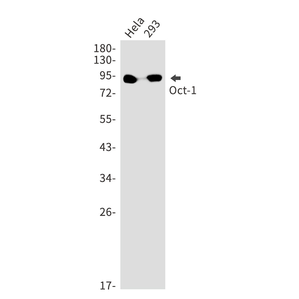 Anti-Oct-1 Rabbit Monoclonal Antibody