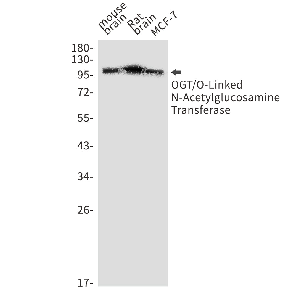 Anti-OGT Rabbit Monoclonal Antibody