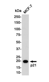 Anti-p21 Rabbit Monoclonal Antibody