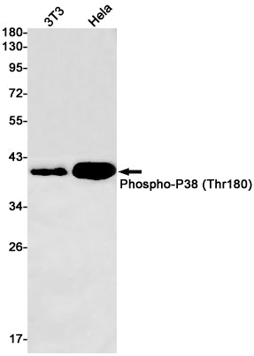 Anti-Phospho-p38 (Thr180) Rabbit Monoclonal Antibody