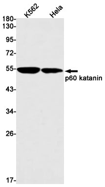 Anti-p60 Katanin Rabbit Monoclonal Antibody