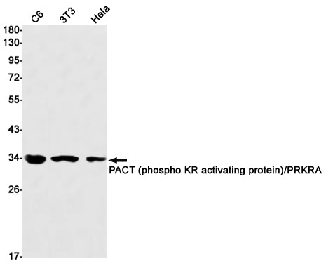 Anti-PRKRA Rabbit Monoclonal Antibody