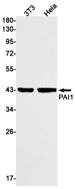 Anti-PAI1 Rabbit Monoclonal Antibody