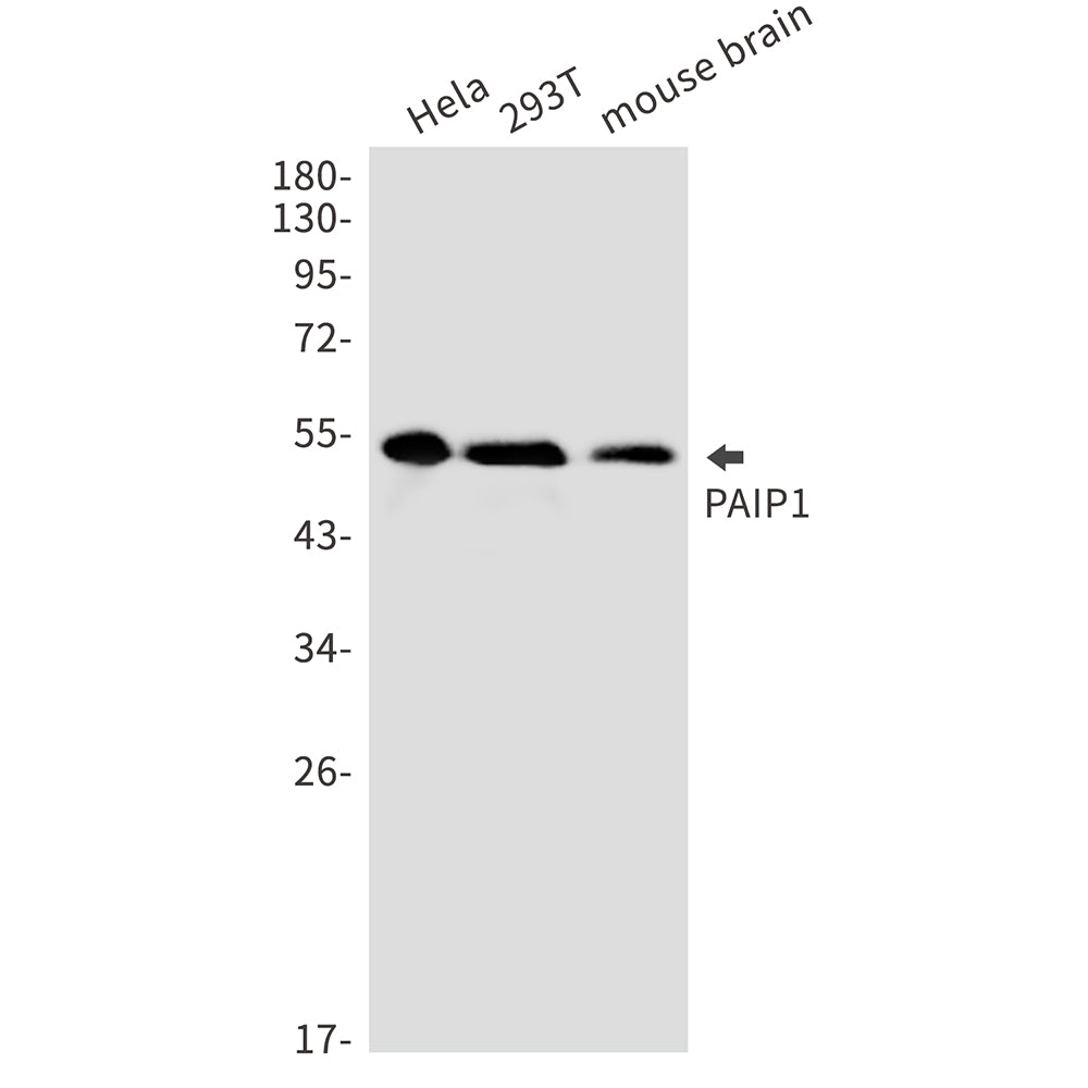Anti-PAIP1 Rabbit Monoclonal Antibody