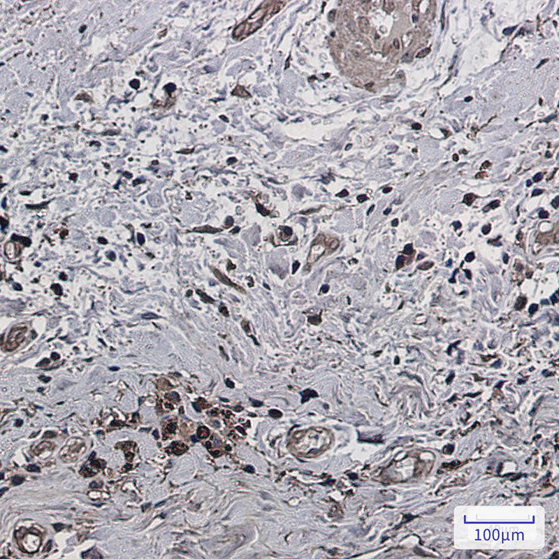 Anti-Phospho-PAK1/2/3 (Ser144/Ser141/Ser154) Rabbit Monoclonal Antibody