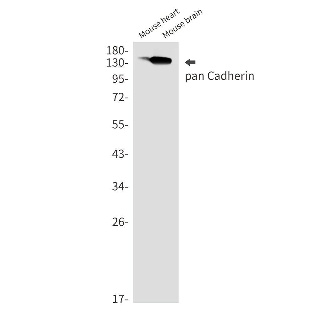 Anti-P cadherin Rabbit Monoclonal Antibody