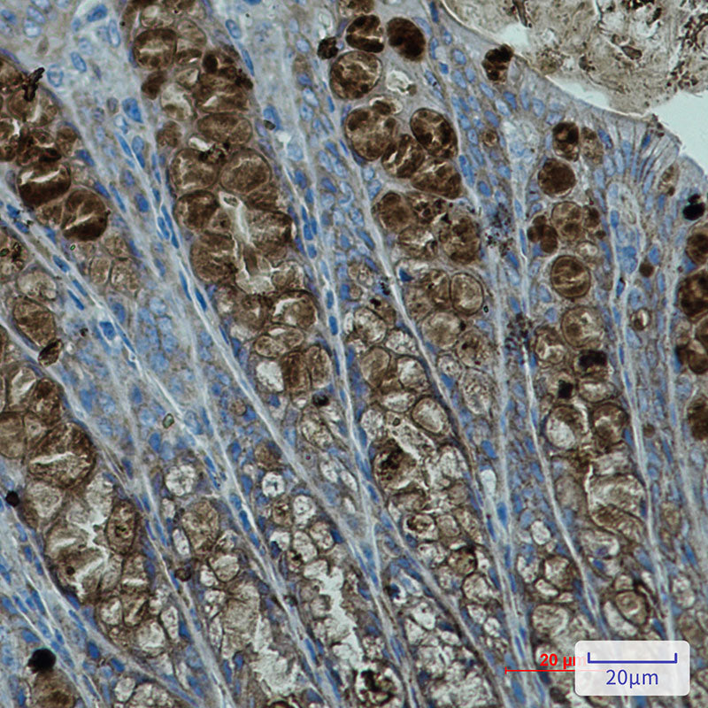 Anti-PBK Rabbit Monoclonal Antibody