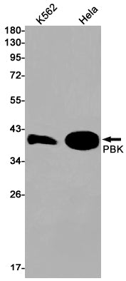 Anti-PBK Rabbit Monoclonal Antibody